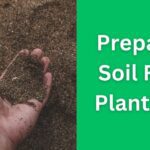 Prepare Soil For Planting 2024