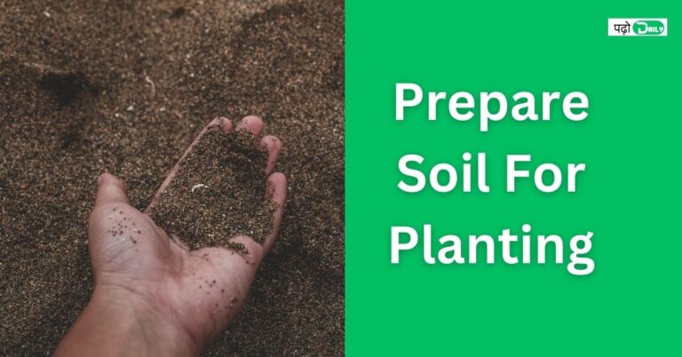 Prepare Soil For Planting 2024